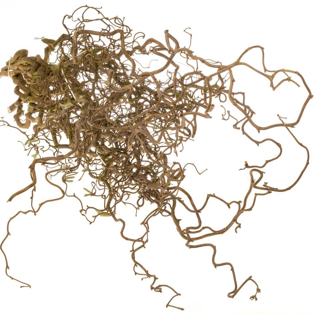 Corylus braun Contorta 60cm