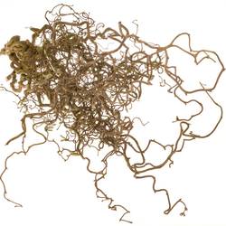 Corylus braun Contorta 60cm