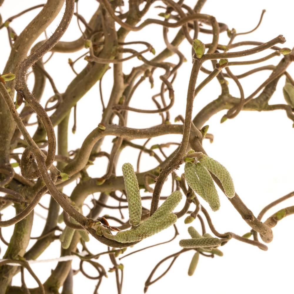 Corylus braun Contorta 60cm