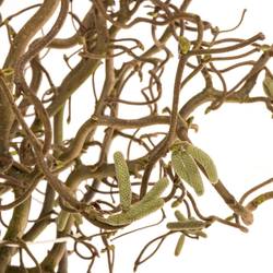 Corylus braun Contorta 60cm