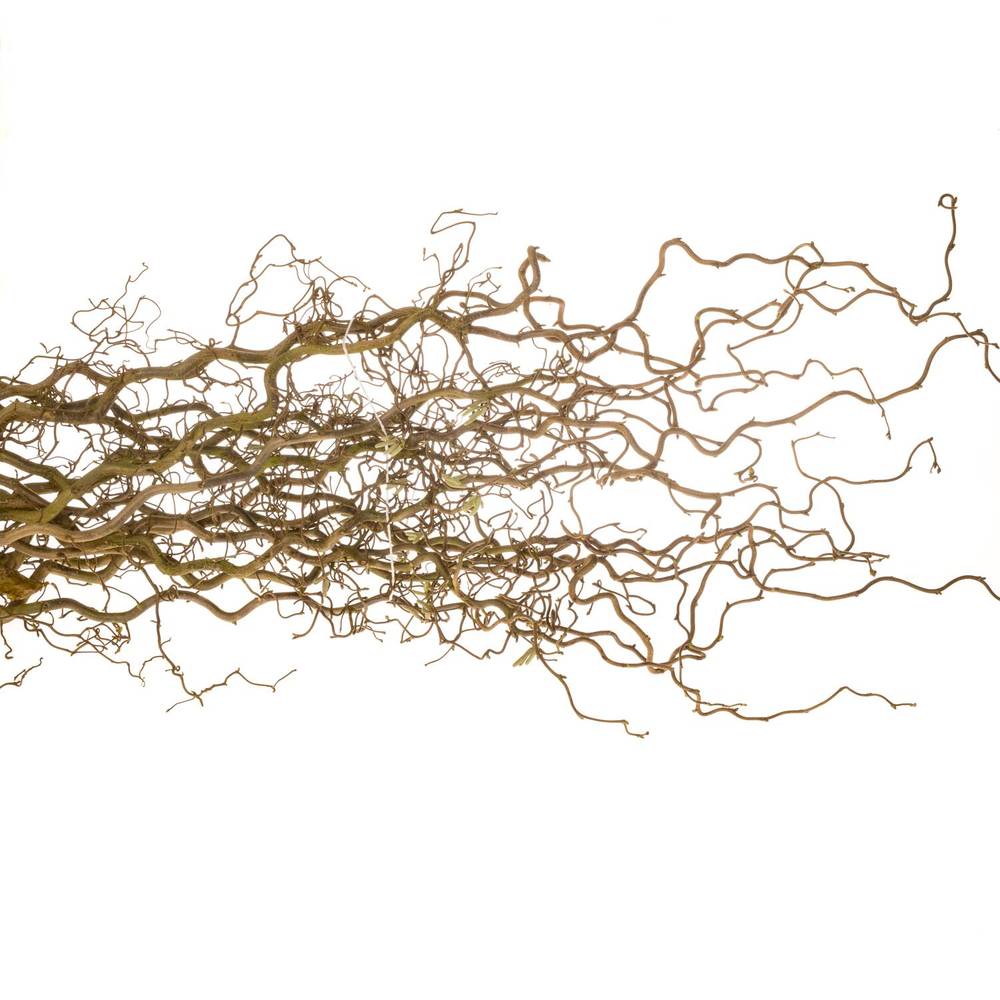 Corylus braun Contorta 60cm