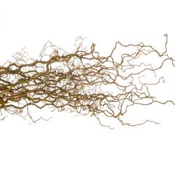 Corylus braun Contorta 60cm