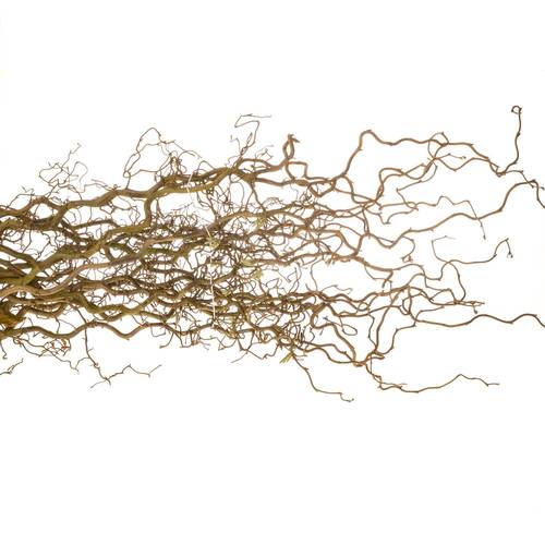 Corylus braun Contorta 60cm