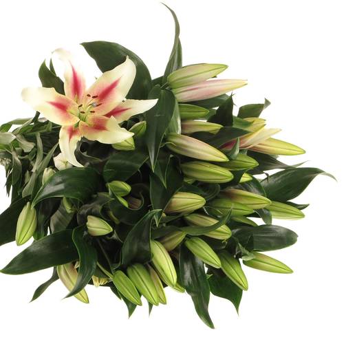 Lilie orientalisch creme/pink Nymph 4+Blüte 80cm