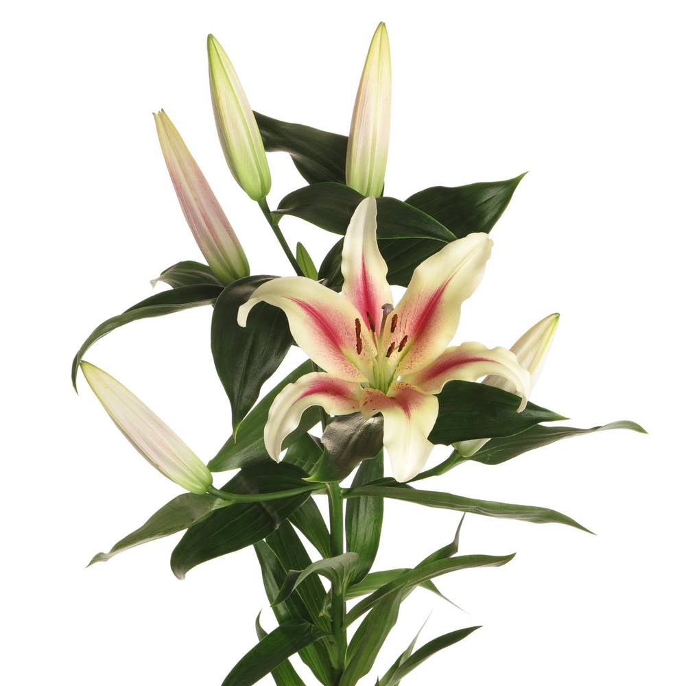 Lilie orientalisch creme/pink Nymph 4+Blüte 80cm