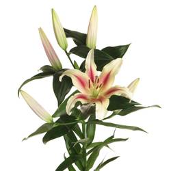 Lilie orientalisch creme/pink Nymph 4+Blüte 80cm