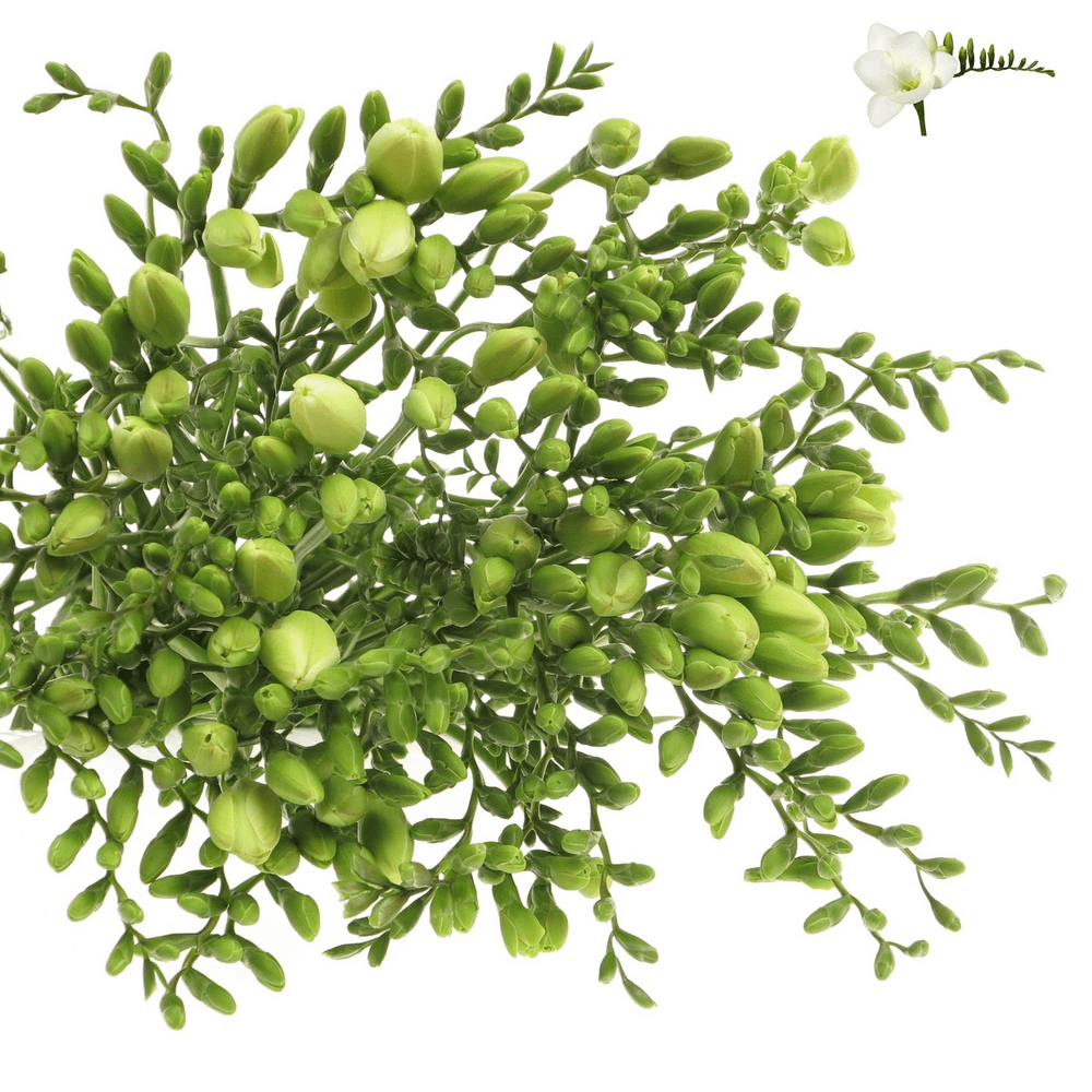 Freesie weiss Albatros 20 Gramm