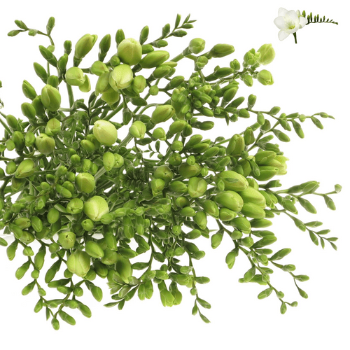 Freesie weiss Albatros 20 Gramm