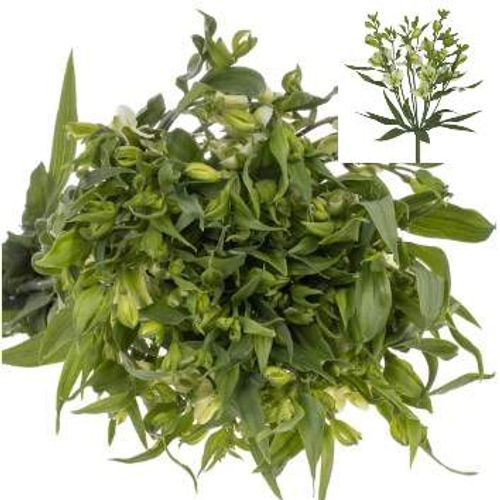 Alstroemerie weiss Arcadia 20+Blüte 75cm