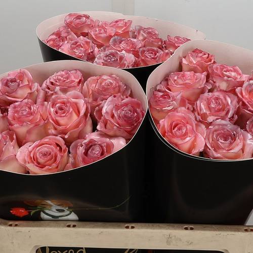 Rose apricot/rosa Wachs Classic Oceana 60cm