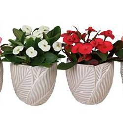 Euphorbia Milii mix im Topf I67034 T06 H013