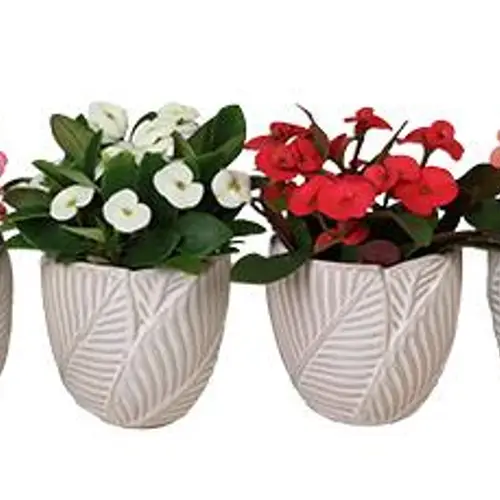 Euphorbia Milii mix im Topf I67034 T06 H013