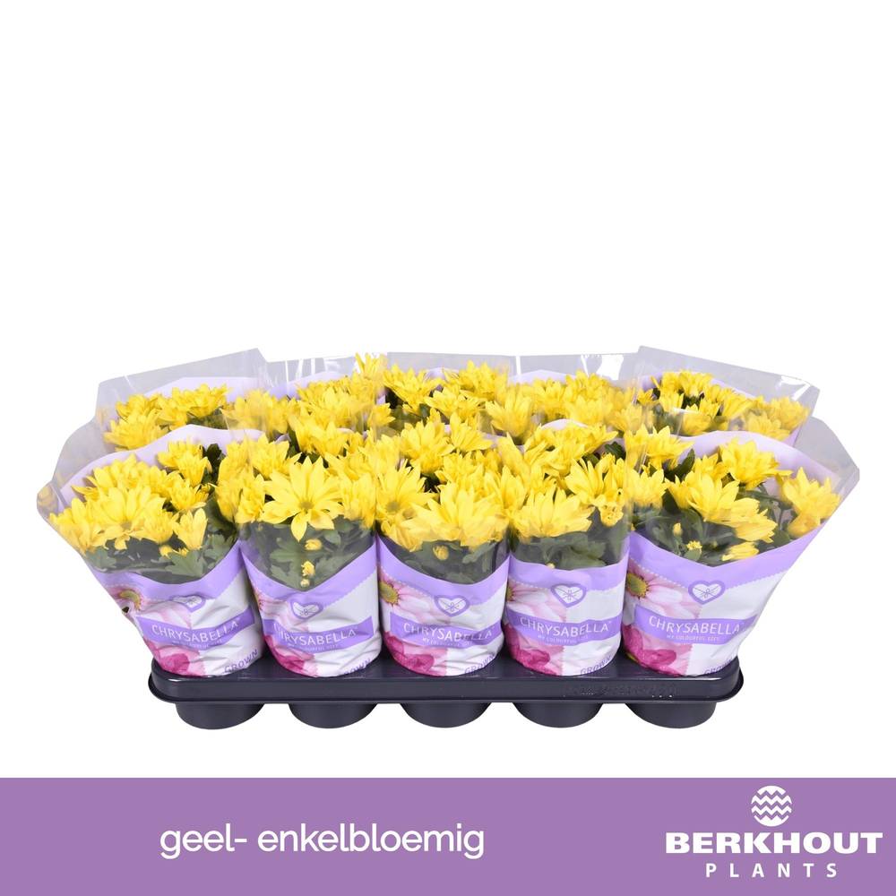 Chrysantheme gelb Heat T12 H026
