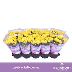 Chrysantheme gelb Heat T12 H026
