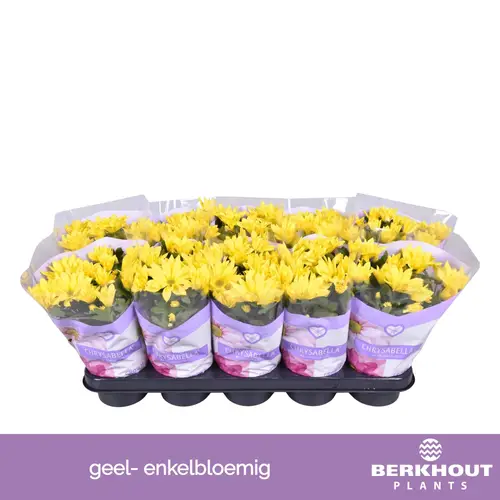 Chrysantheme gelb Heat T12 H026