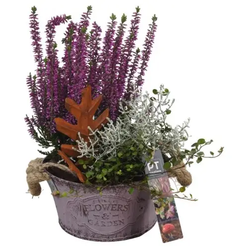 Garten.Arr PTHO4114 Herbst T16 H028