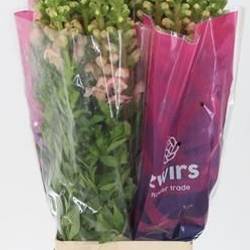 Löwenmaul rosa Import 80 cm