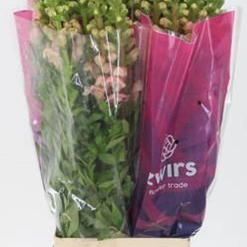 Löwenmaul rosa Import 80 cm