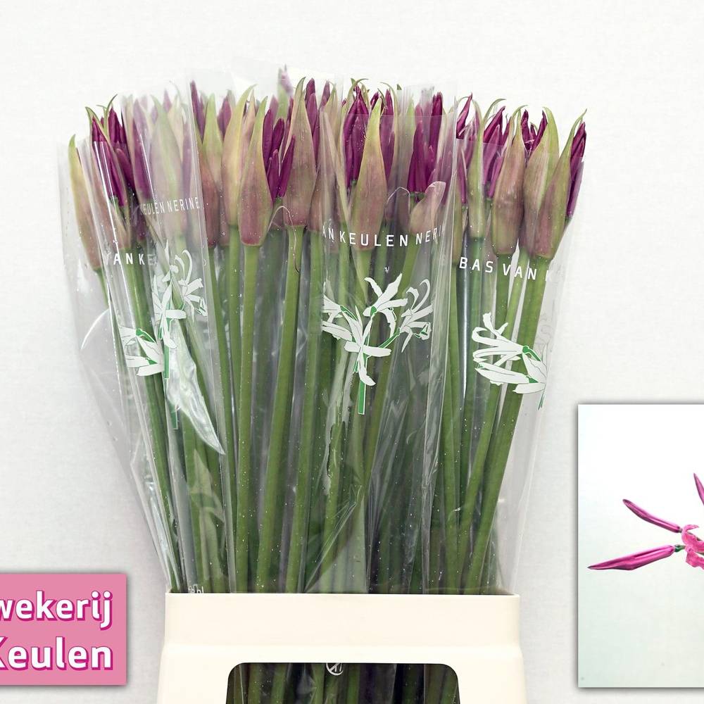 Nerine fuchsia Mister Nick 60cm
