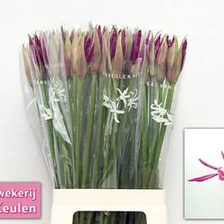 Nerine fuchsia Mister Nick 60cm