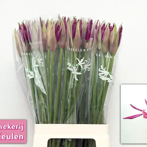 Nerine fuchsia Mister Nick 60cm
