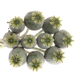Mohn (Papaver)  70cm