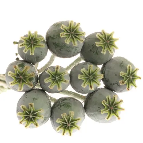 Mohn (Papaver)  70cm
