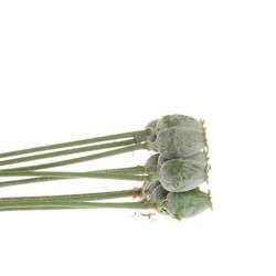 Mohn (Papaver)  70cm