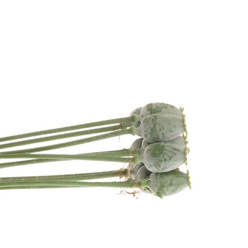 Mohn (Papaver)  70cm