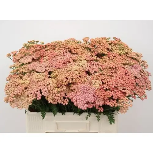 Achillea apricot Orange Dream 55cm