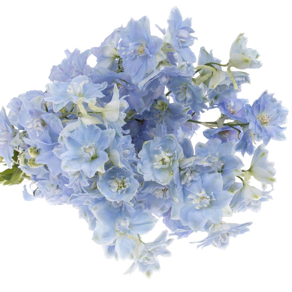 Delphinium blau Dewi Boy 80cm