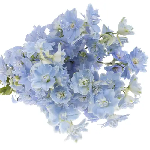 Delphinium blau Dewi Boy 80cm