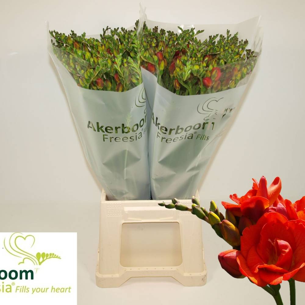 Fresien orange Romantic Orange 20Gramm