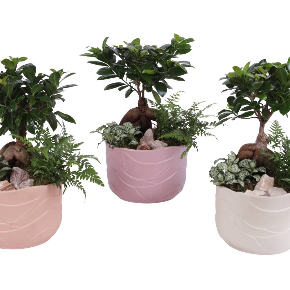 Bonsai.Arr mix YR620F0660 T20 H040