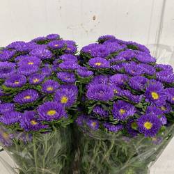 Aster lila Light Blue verzweigt 70cm