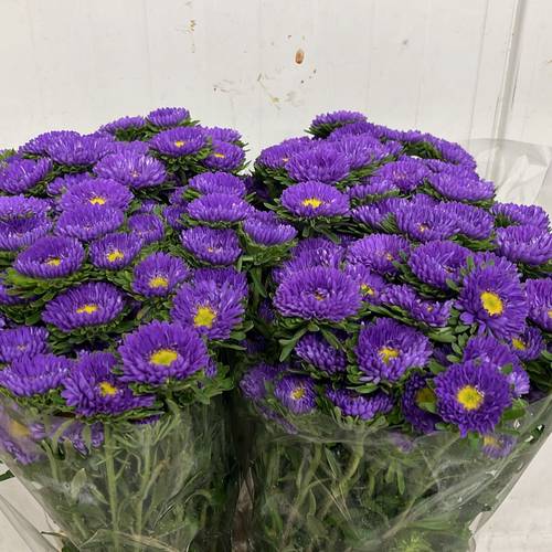 Aster lila Light Blue verzweigt 70cm