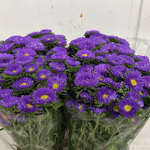 Aster lila Light Blue verzweigt 70cm