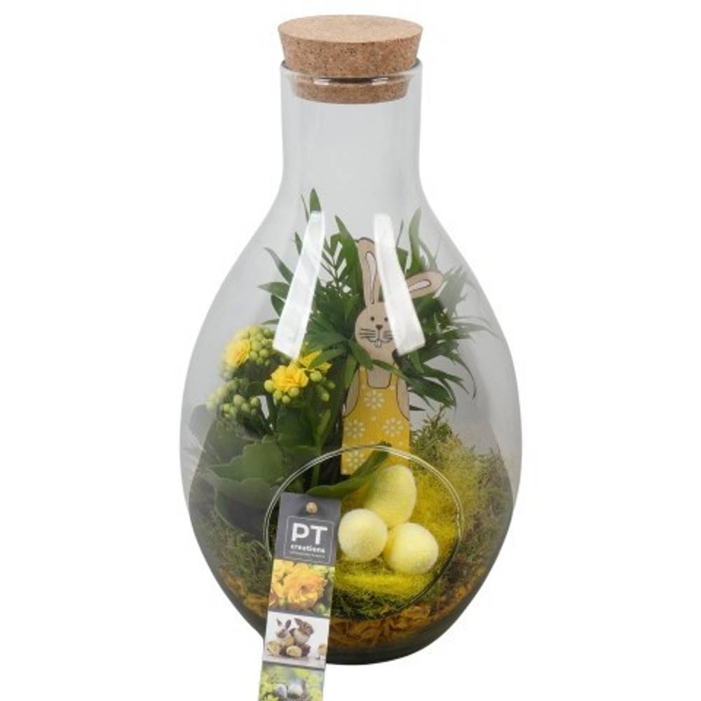 Chamaed.Arr PTPG9404 Ostern T18 H034