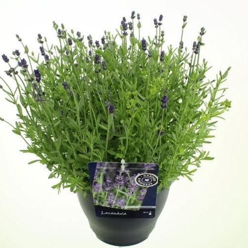 Lavendel Ang. T23 H045