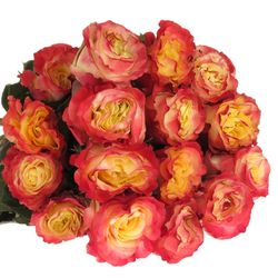 Rose gelb/orange Sunset (Ec) 50cm