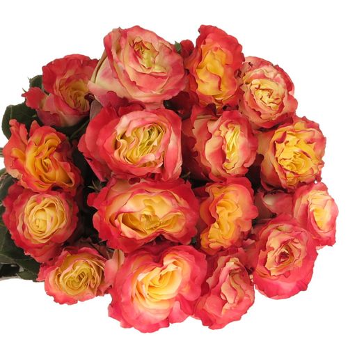 Rose gelb/orange Sunset (Ec) 50cm