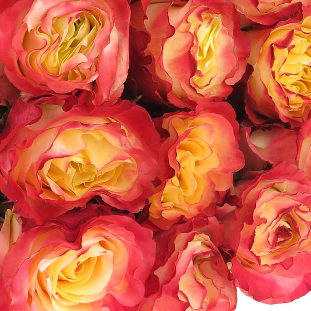Rose gelb/orange Sunset (Ec) 50cm