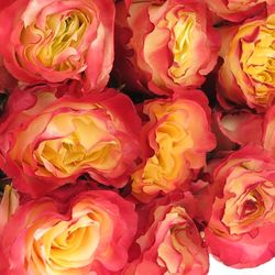 Rose gelb/orange Sunset (Ec) 50cm
