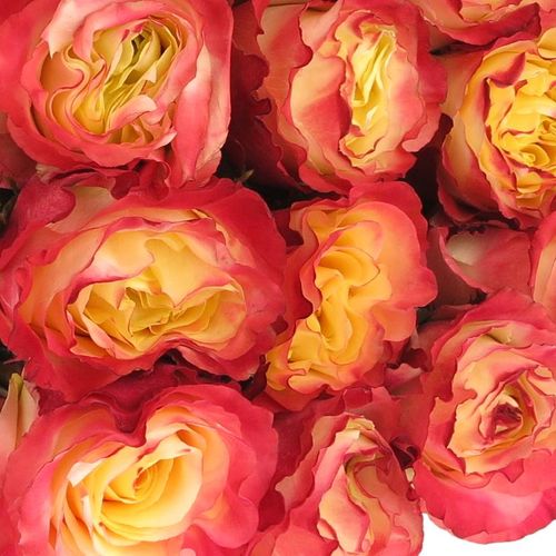 Rose gelb/orange Sunset (Ec) 50cm