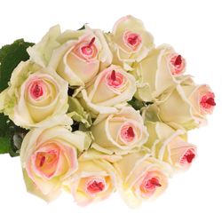 Rose Avalanche Sugar Love 60cm