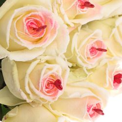 Rose Avalanche Sugar Love 60cm
