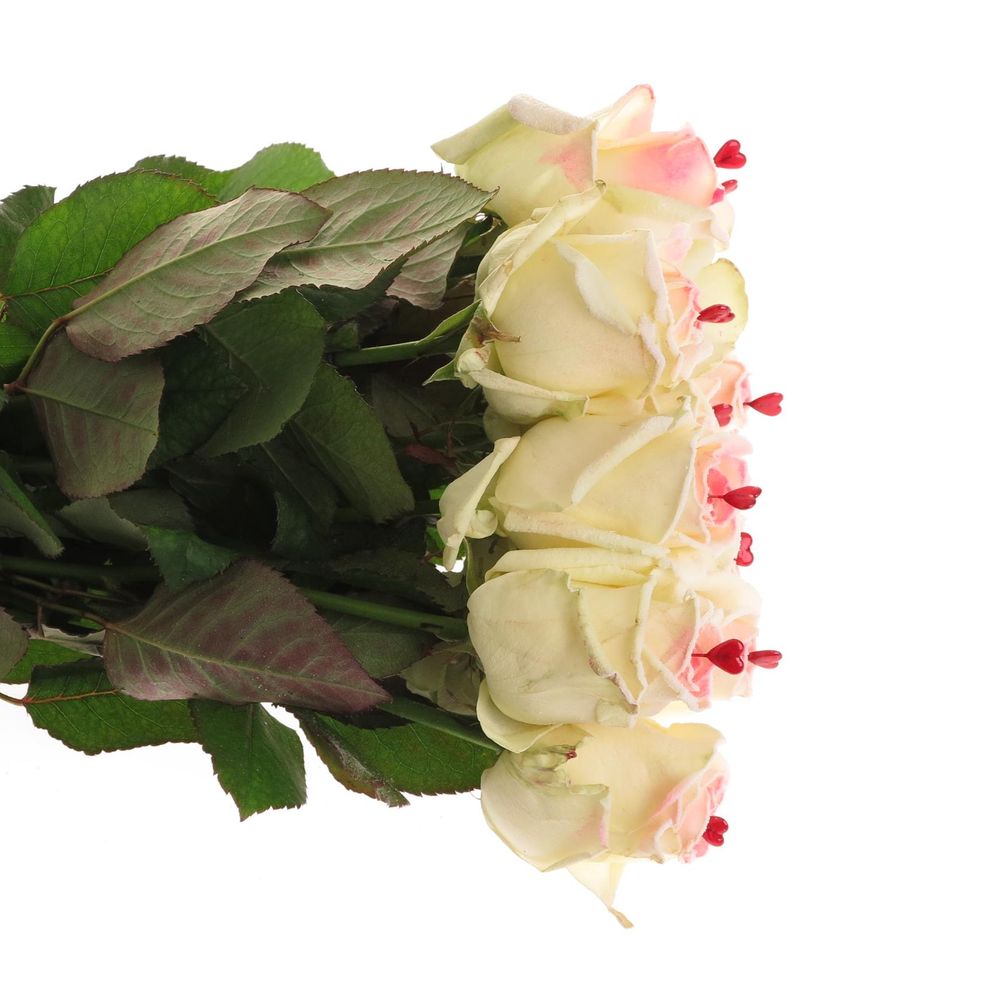Rose Avalanche Sugar Love 60cm