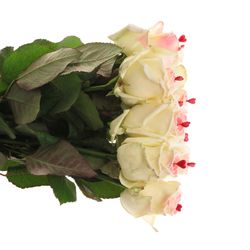 Rose Avalanche Sugar Love 60cm