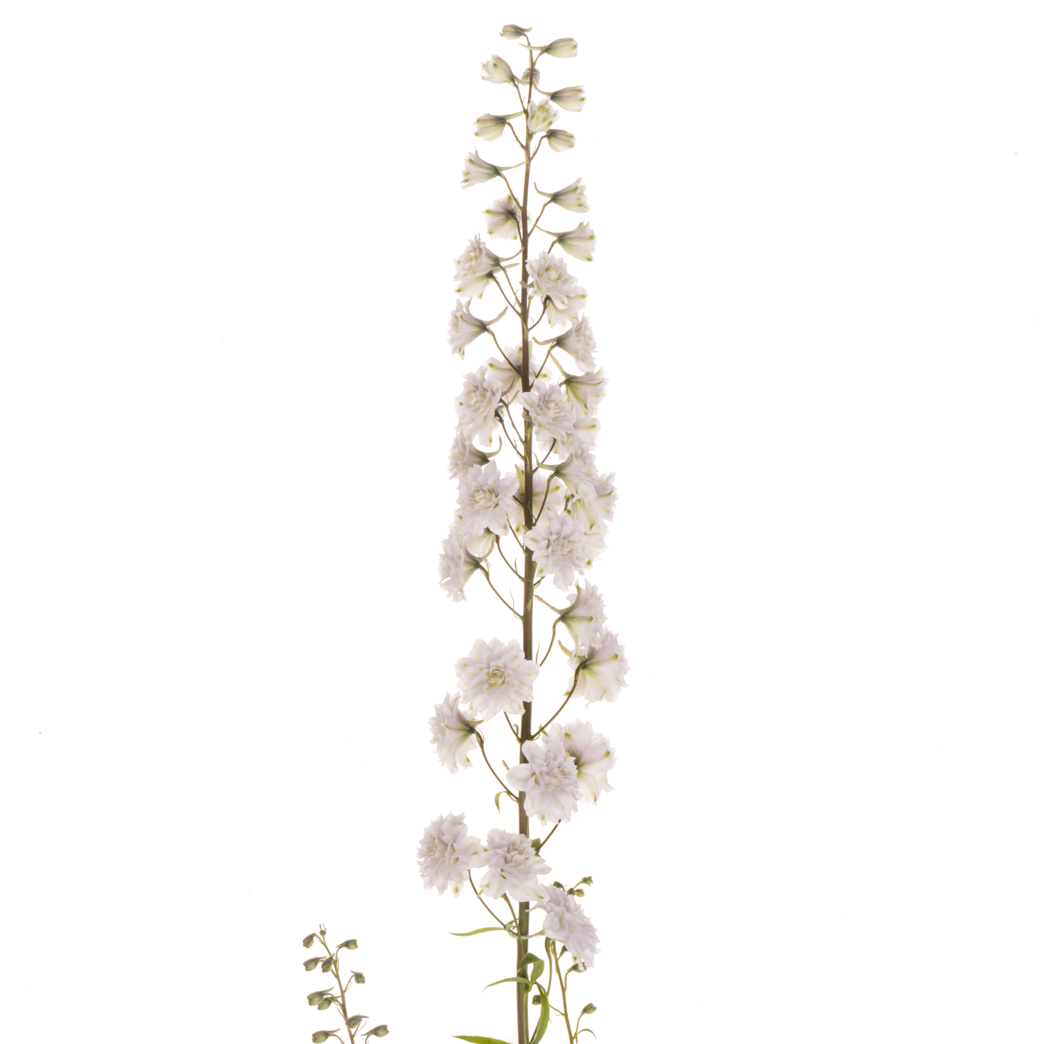 Delphinium lavendel Cha cha  90cm