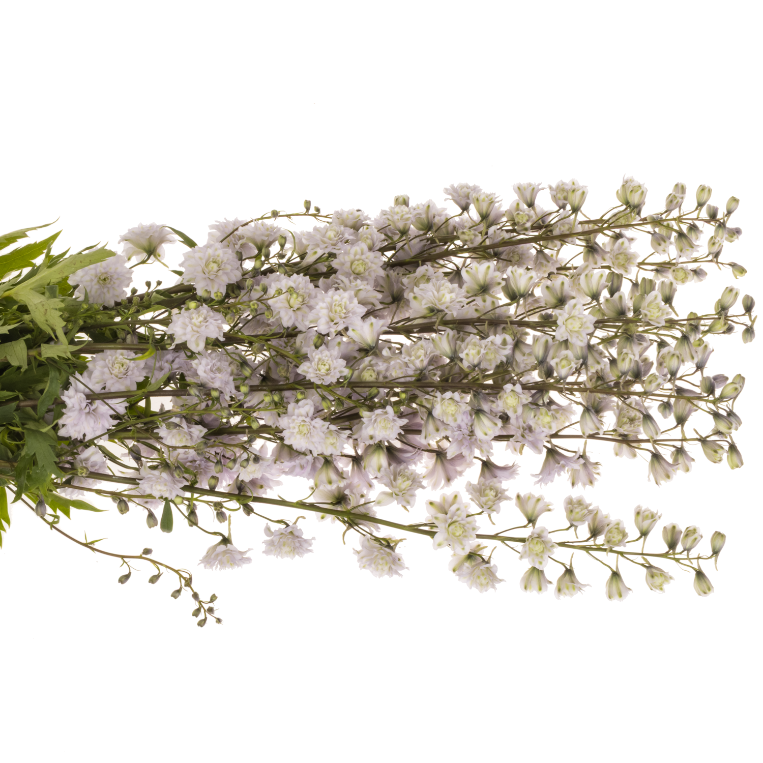 Delphinium lavendel Cha cha  90cm